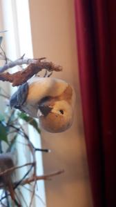 Leentje 06 Vogels hangen op hun kop